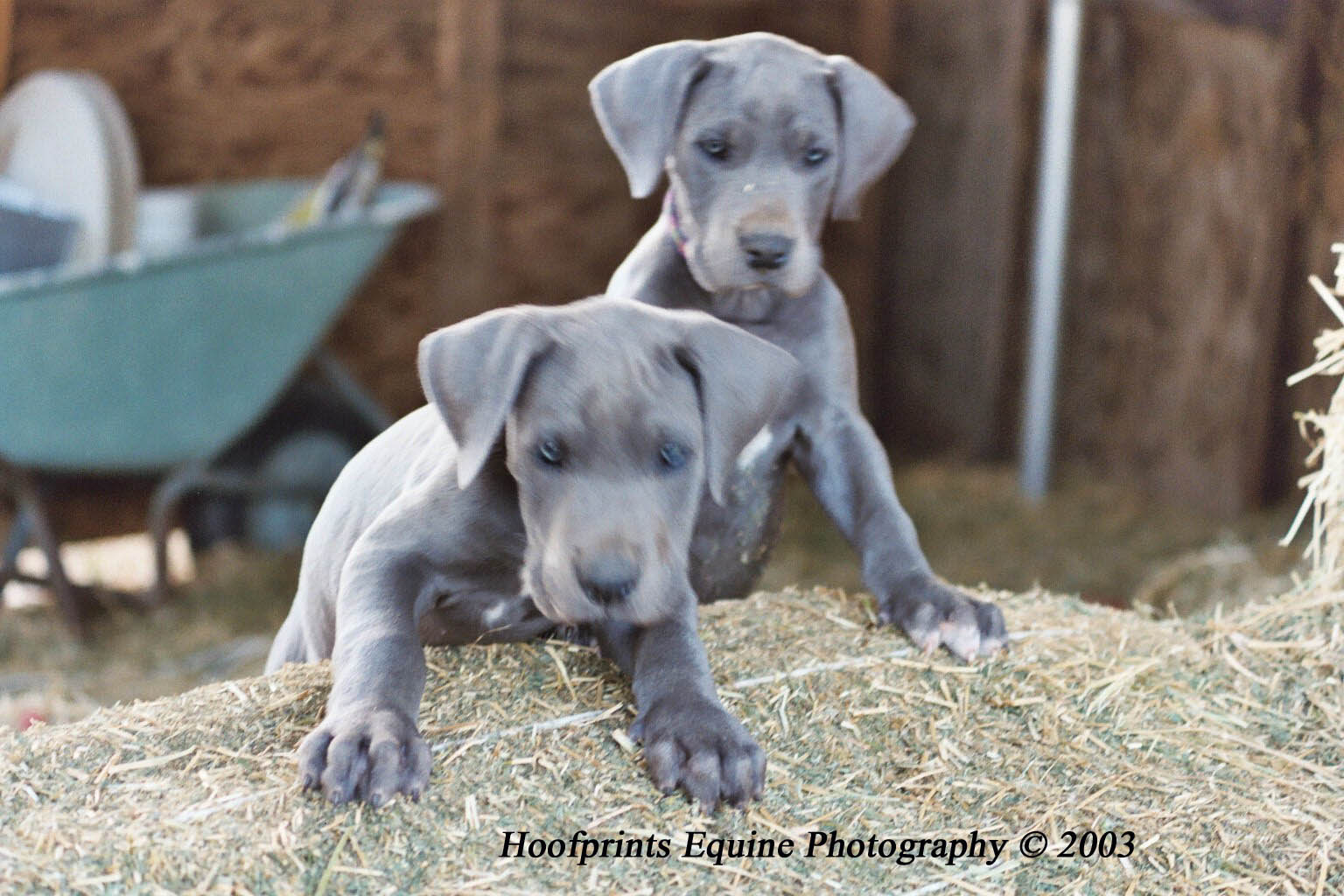 Two Pups