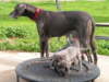 Skylars pups at 6 weeks- Skylar age 4 1/2 yrs. withher first and only litter.