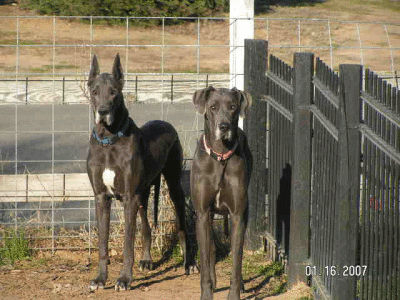 Tan Great Dane